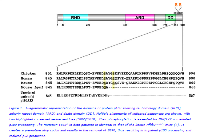 nfkb2 image website.png